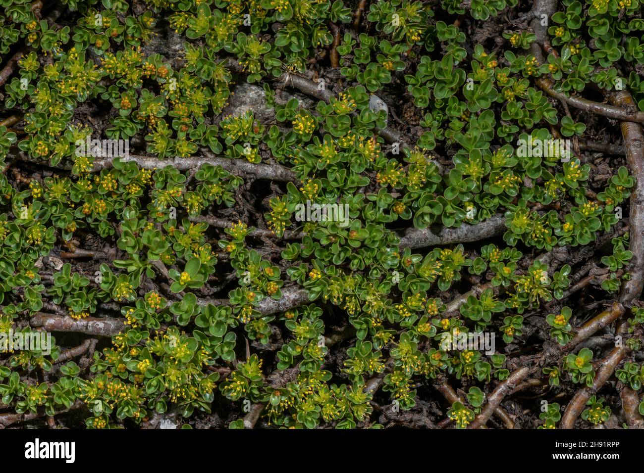 Thymianblättrige Weide, Salix serpyllifolia, alte Pflanze mit männlichen Kätzchen. In großer Höhe, französische Alpen. Stockfoto