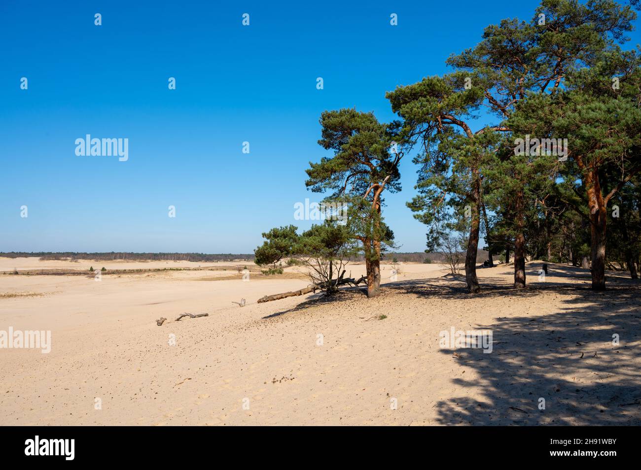 Wanderwege im niederländischen Nationalpark in Nordbrabant mit gelben Sanddünen, Kiefernwald und getrockneten alten Wüstenpflanzen, Naturhintergrund Stockfoto