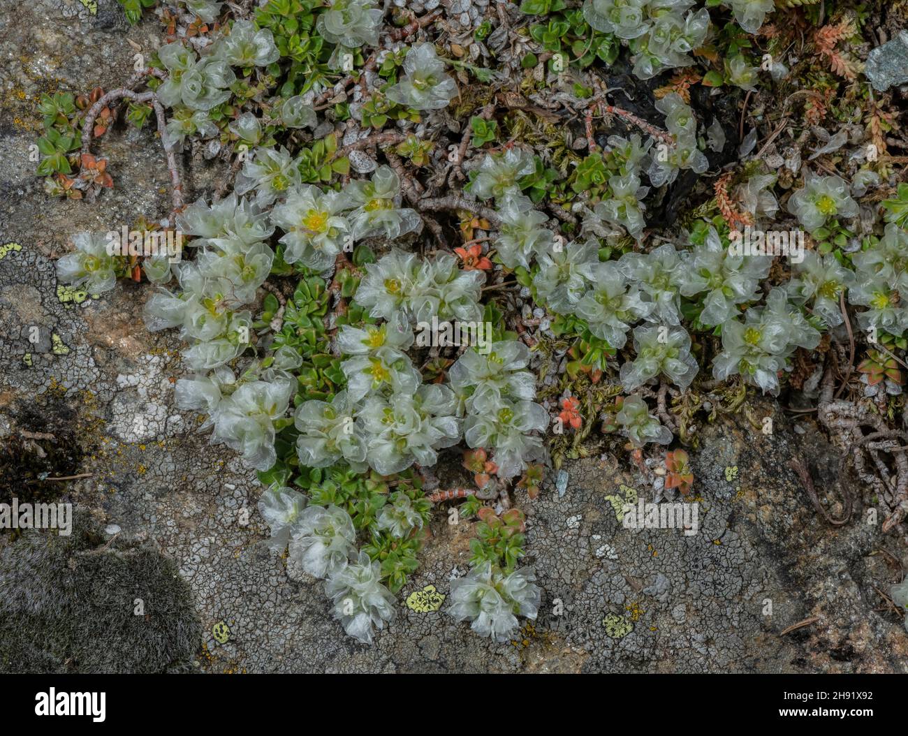 Paronychia kapela ssp serpyllifolia blüht in den Alpen. Stockfoto