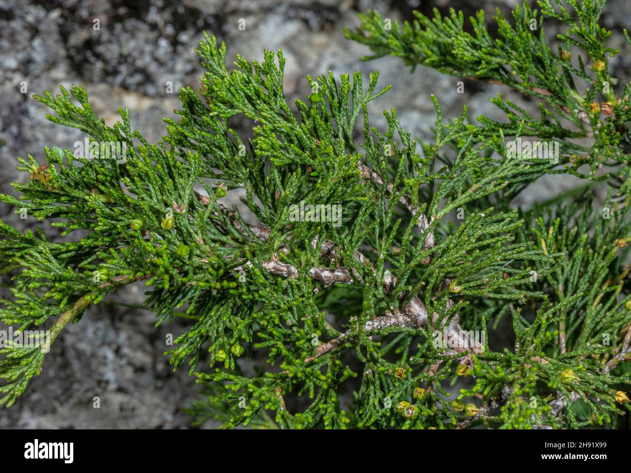 Savin Wacholder, Juniperus sabina, zeigt Nadeln und Zapfen. Französische Alpen. Stockfoto