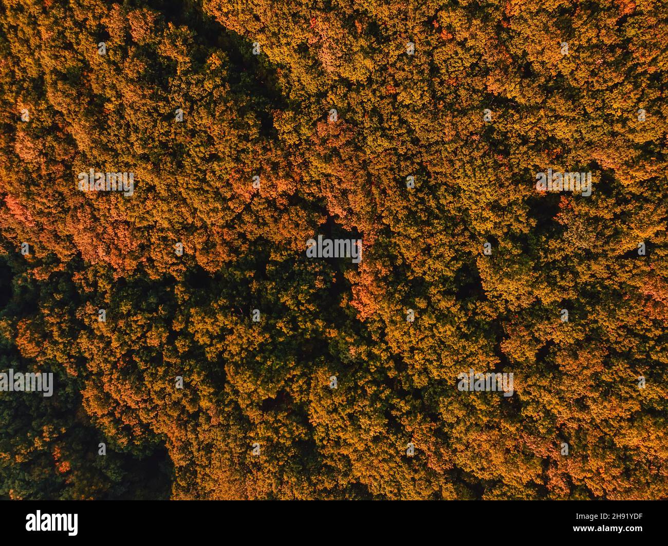 Luftaufnahme von oben auf den Wald mit Bäumen und warmem Licht bei Sonnenuntergang oder Sonnenaufgang Stockfoto