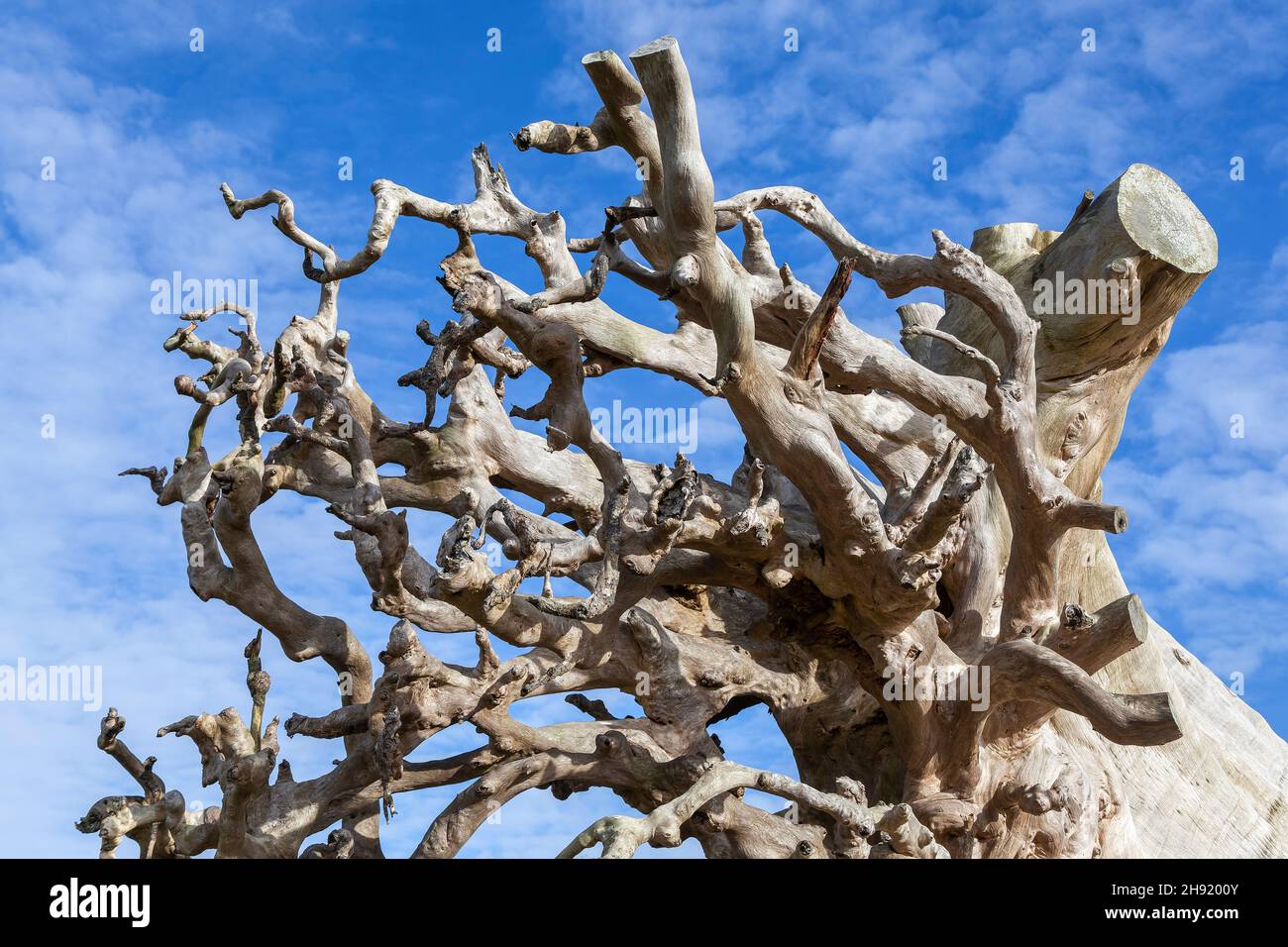 Abstrakte Baumwurzeln einer entwurzelten tropischen Regenwaldpflanze, Stock-Foto-Bild Stockfoto