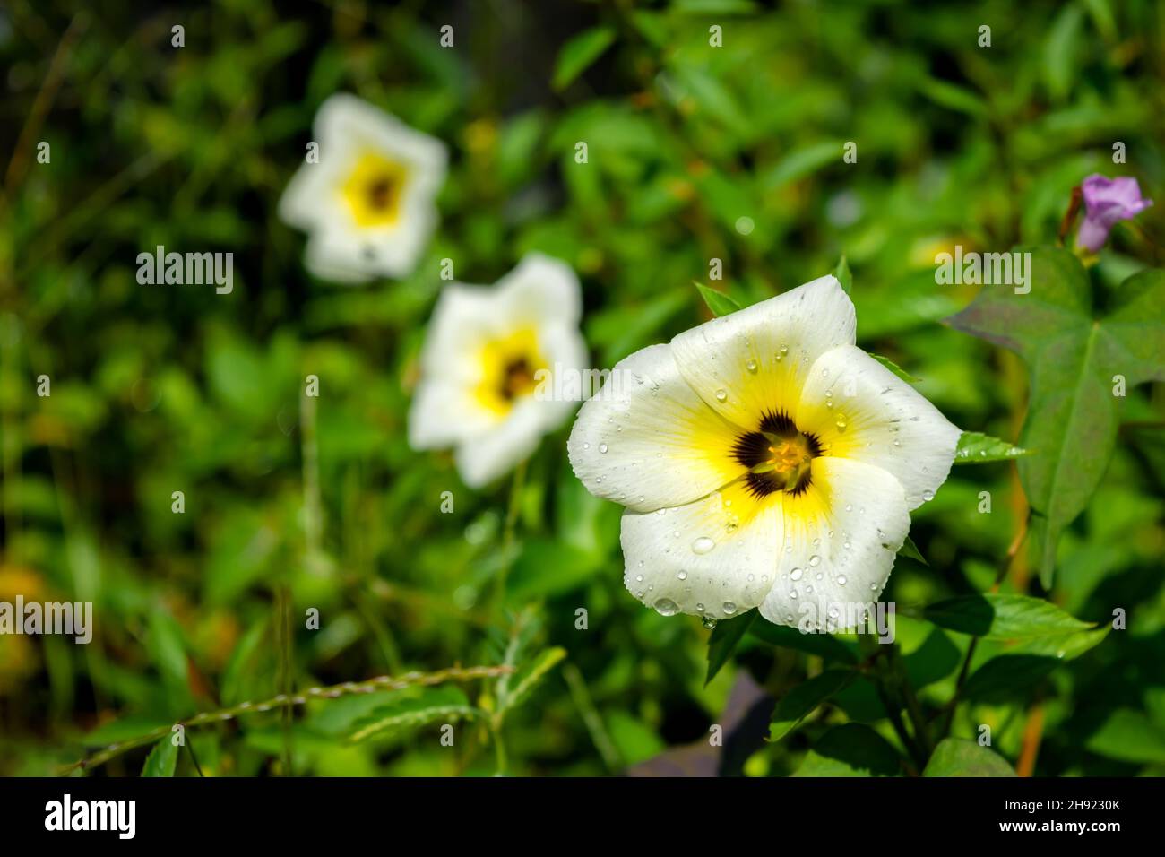 Turnera subulata-Blüten, die allgemein als weiße Butterschale, Schwefelerle, die Blume des Politikers, bekannt sind, verwendeten einen differenzierten Fokus. Stockfoto