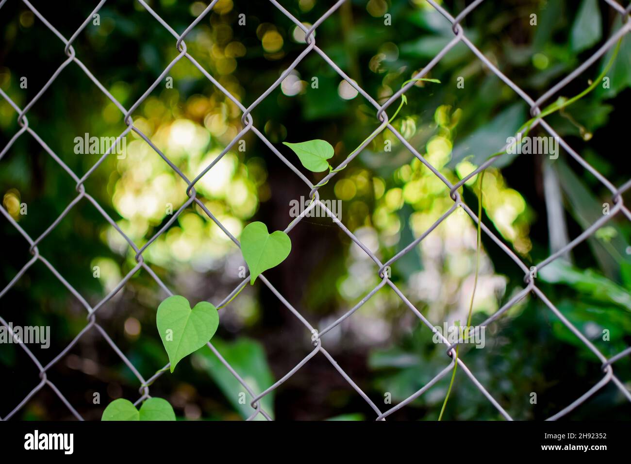 Rebe auf dem metallischen Schnur-Zaunnetz. Selektiver Fokus verwendet. Stockfoto