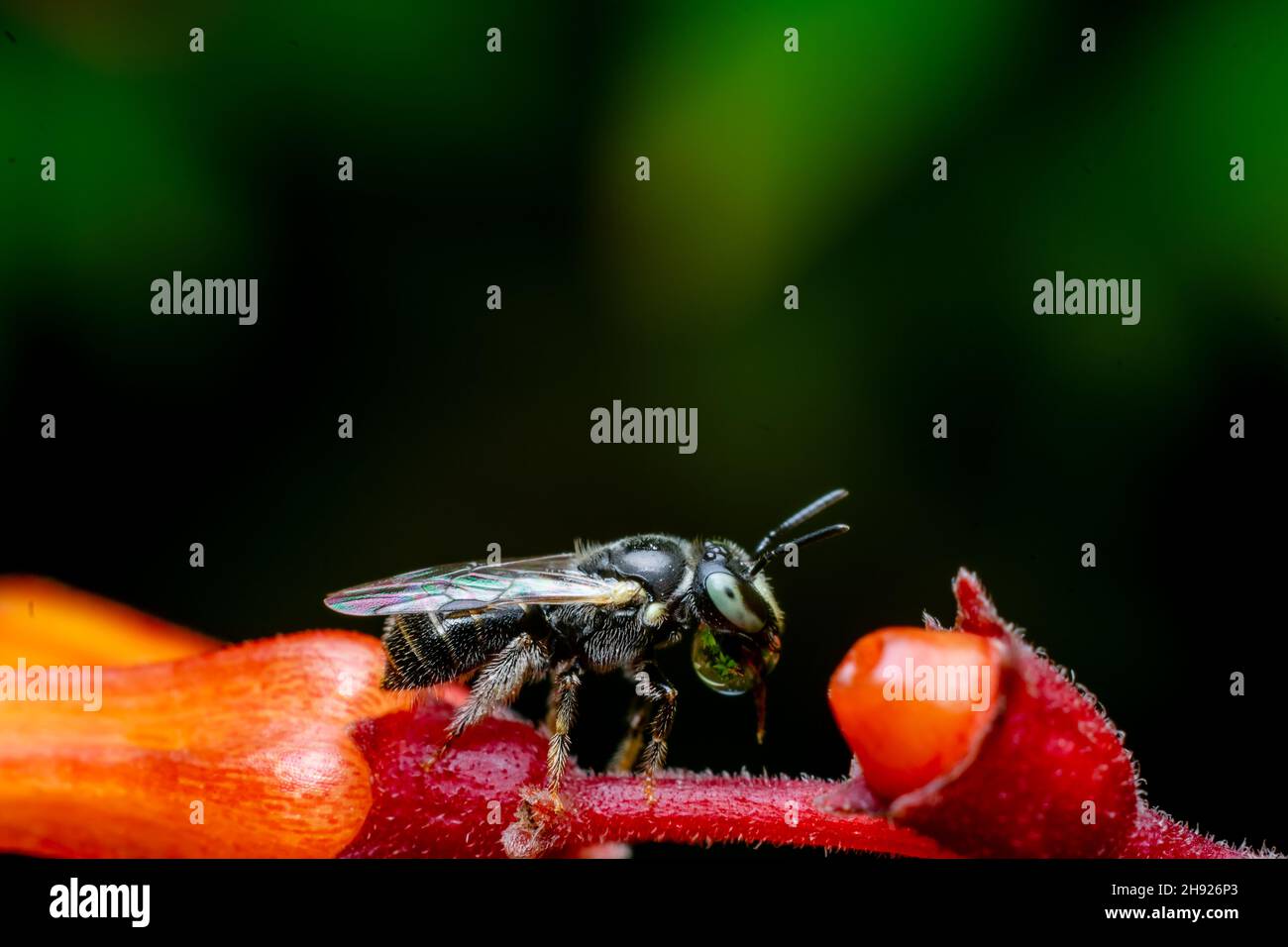 Kleine Zimmermannsbiene auf der Blütenknospe, die Blase macht. Selektiver Fokus verwendet. Stockfoto