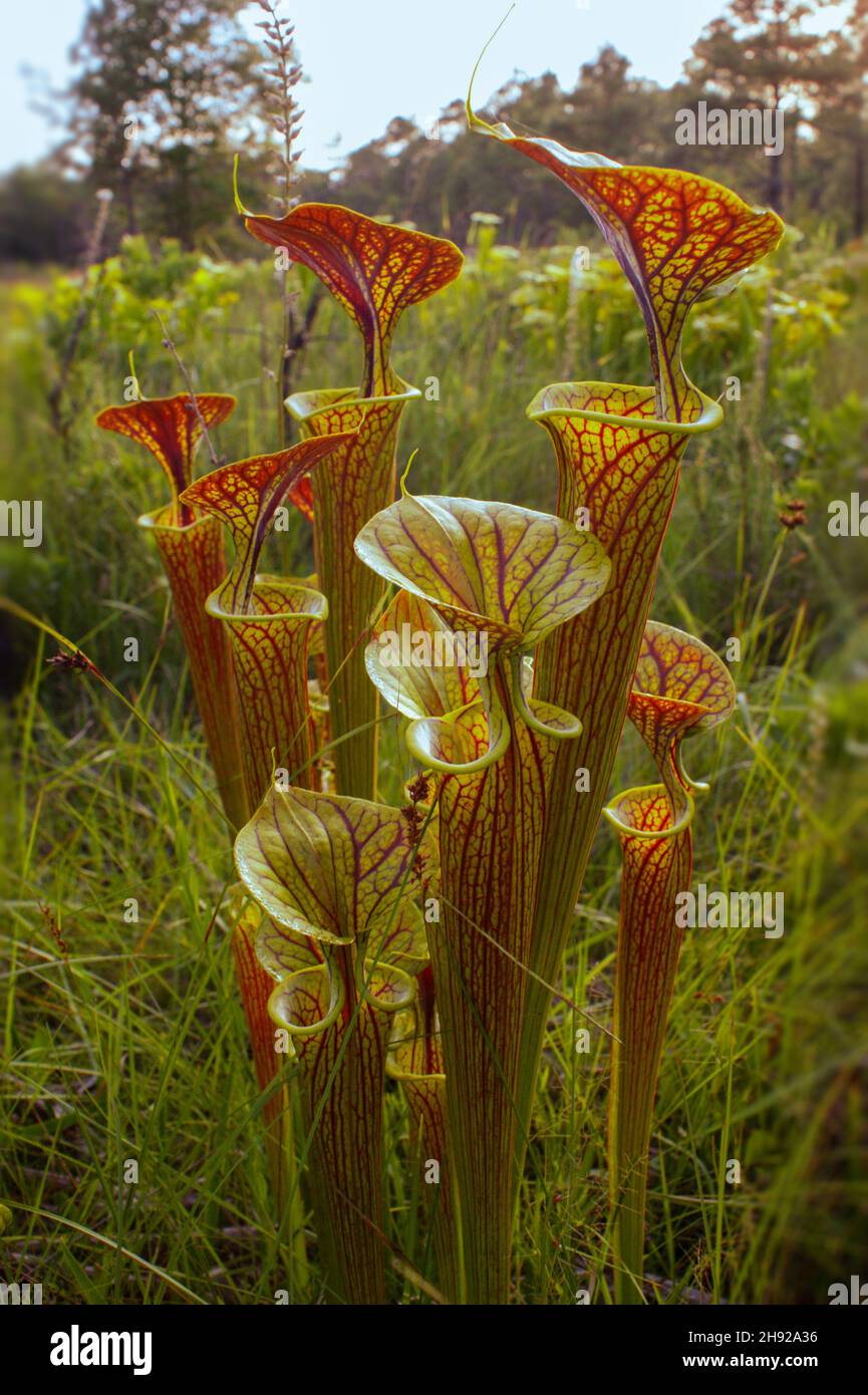 Rote geägte Krug von Sarracenia flava var. ornata, der gelben Krug-Pflanze mit rotem Deckel, North Carolina, USA Stockfoto