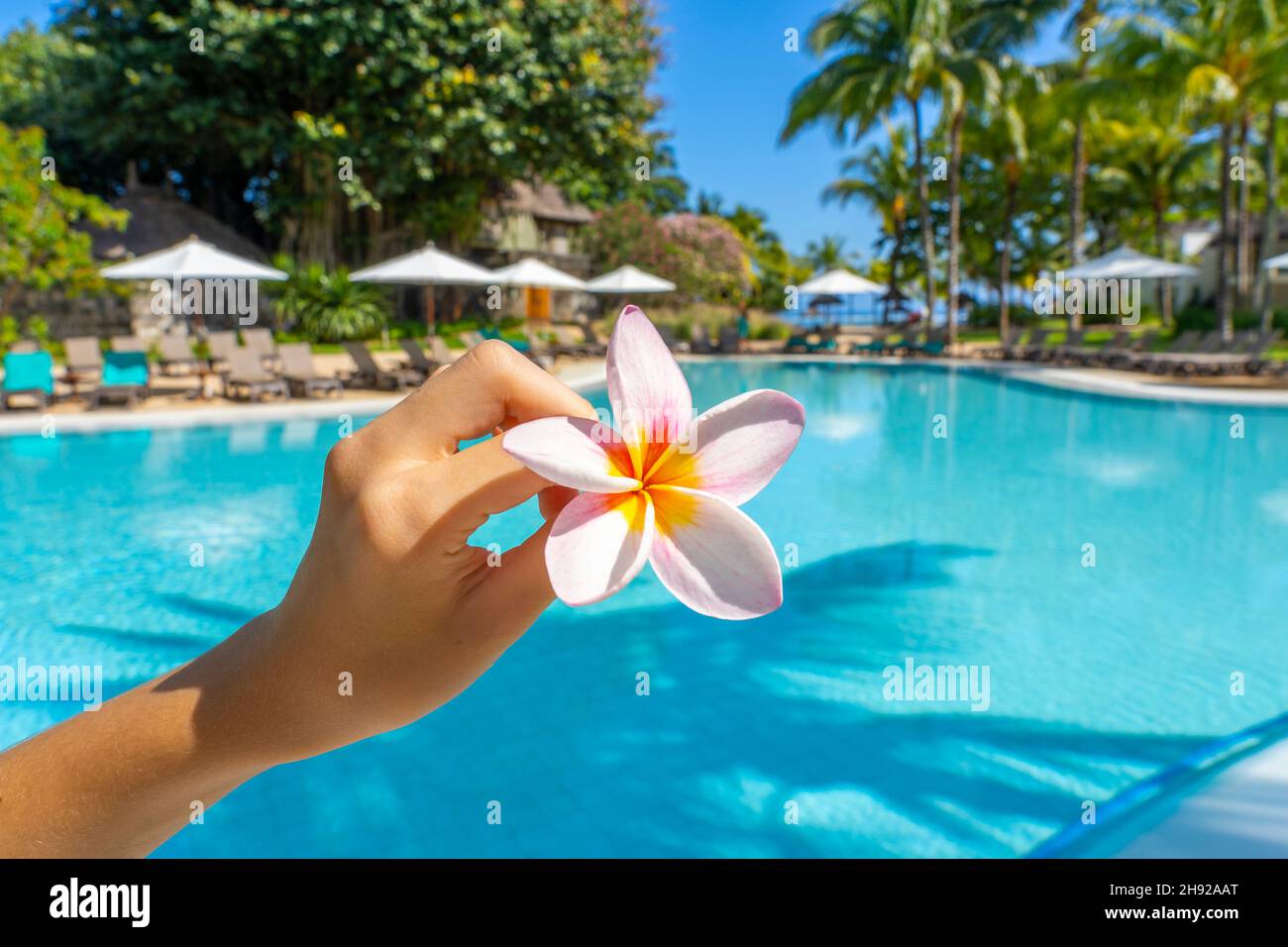 Kinderhand, die eine Frangipani-Blume am Swimmingpool hält, verschwommener Hintergrund. Tropisches Paradies Inselurlaub im Hotel. Luxusresort mit Stockfoto