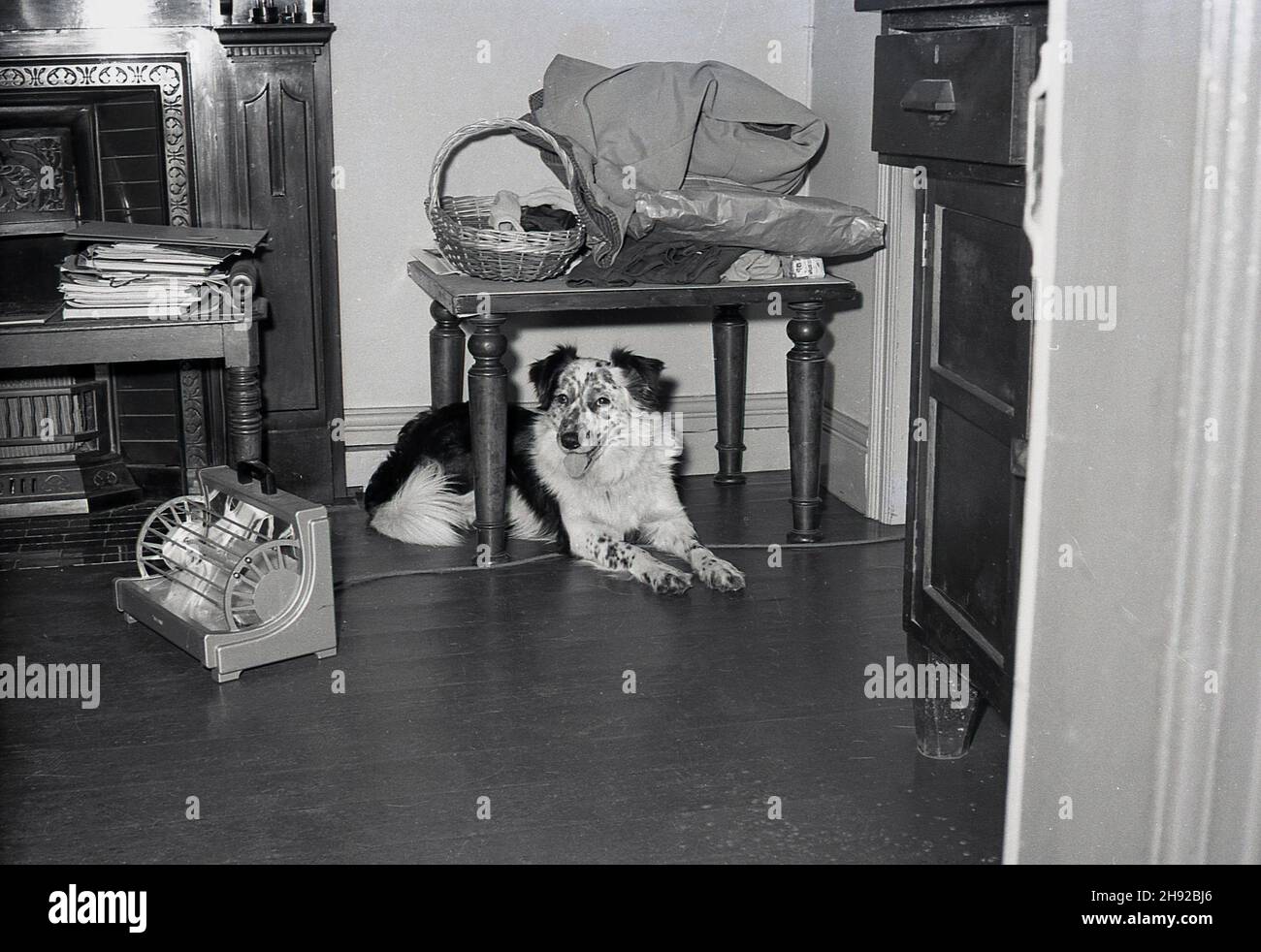 1959, historisch, ein Collie-Hund, der unter einem kleinen Tisch in einem Büro liegt, mit seinen Vorderbeinen über dem Kabel einer kleinen elektrischen Stabheizung, London, England, Großbritannien. Diese kleinen Raumheizungen mit ein oder zwei elektrischen Stäben waren in dieser Zeit ein üblicher Ort in Büros und Arbeitsplätzen, da sie tragbar waren und überall angeschlossen werden konnten. Stockfoto