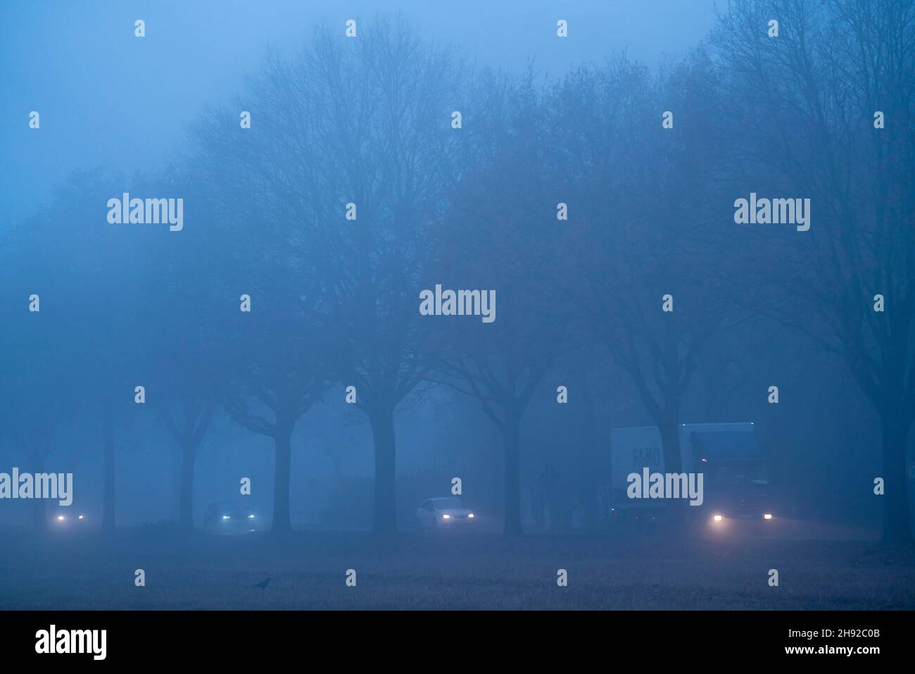 Landstraße B 57 bei Erkelenz, Herbst, Nebel, Regenwetter, Allee von Bäumen, Nasse Fahrbahn, NRW, Deutschland, Stockfoto