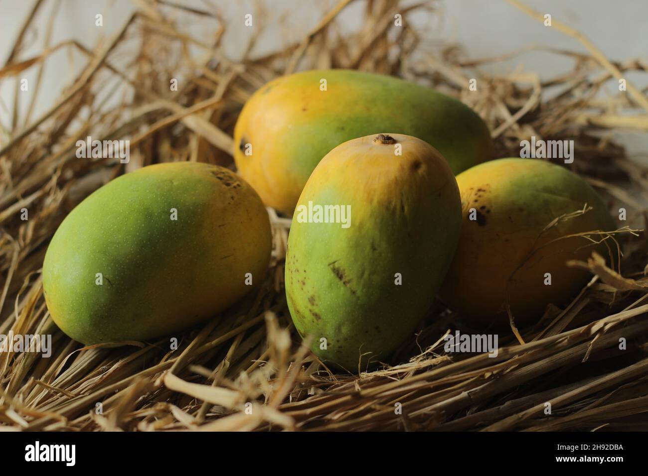 Die Gir Kesar Mango, auch Kesar genannt, ist eine Mango-Sorte, die am Fuße des Girnar in Gujarat, Westindien, angebaut wird. Es ist für seine helle ora bekannt Stockfoto