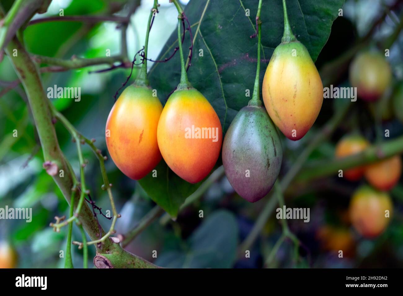 Baum Tomaten Tomate tomarillos tomarillo cyphomandra betacea Nachtschatten Fruchtpflanze Reifung ingemäßigt House Kew Gardens London Großbritannien KATHY DEWITT Stockfoto