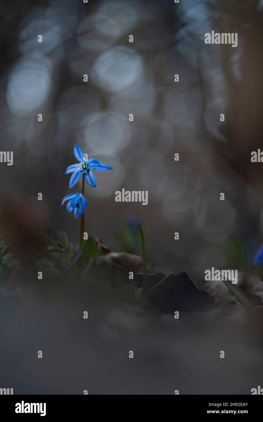 Blühende Bluebells in ihrer natürlichen Umgebung bei Sonnenuntergang, Woronesch Region, Russland Stockfoto