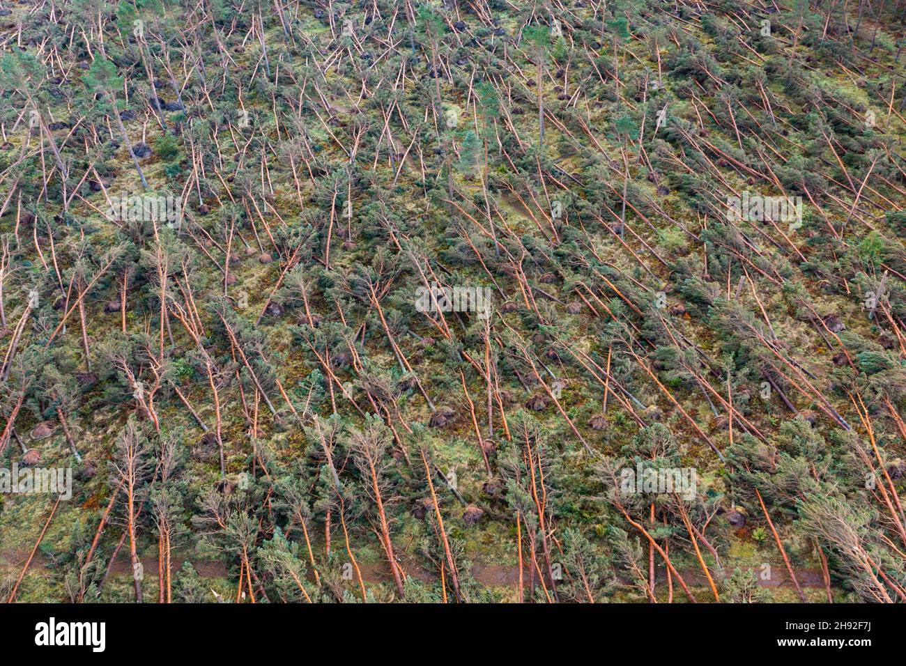 Luftaufnahme von vielen Bäumen, die vom Sturm Arwen (26/27. November 2021) im John Muir Country Park in Dunbar, East Lothian, Schottland, Großbritannien, überweht wurden Stockfoto