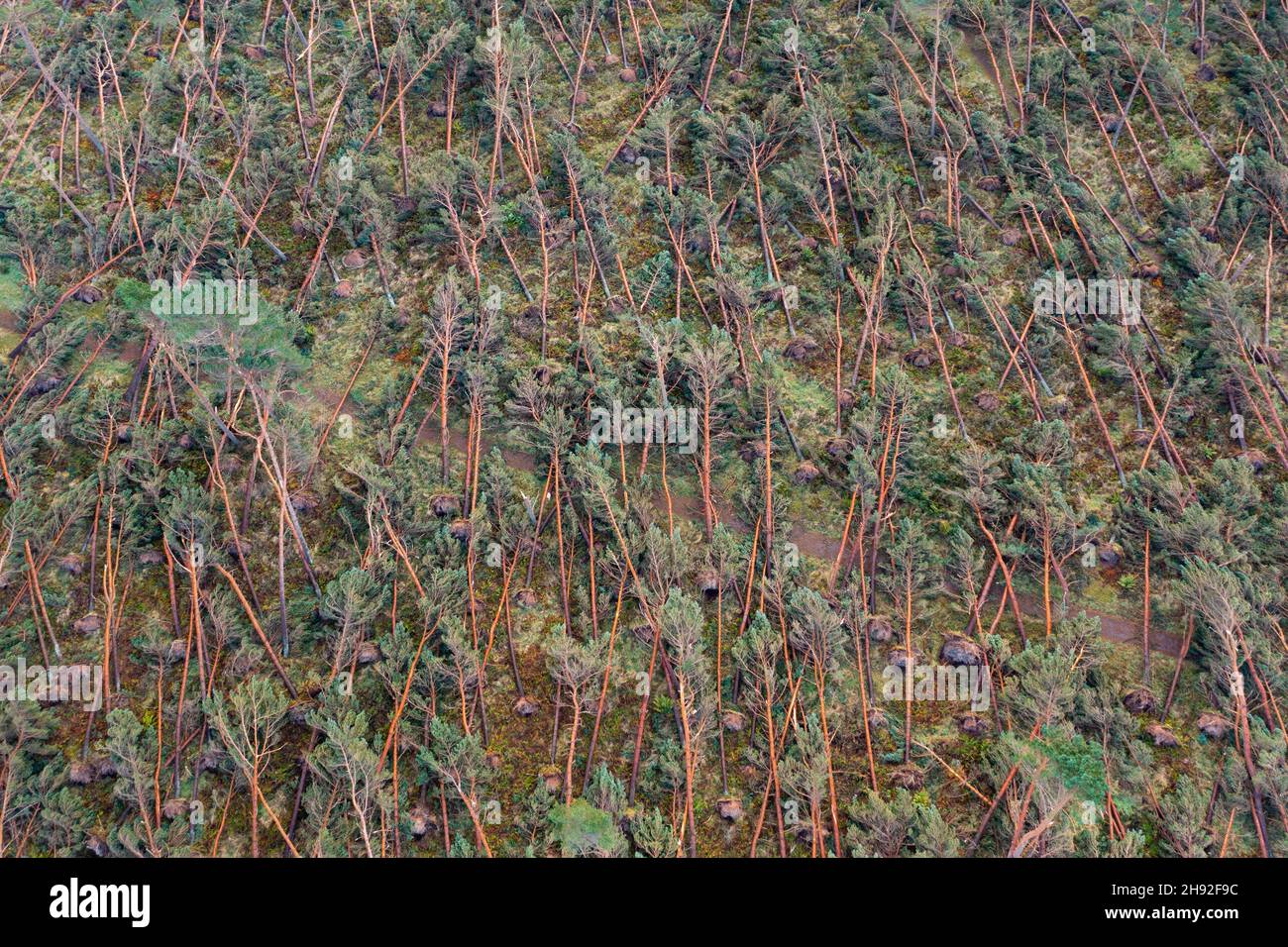 Luftaufnahme von vielen Bäumen, die vom Sturm Arwen (26/27. November 2021) im John Muir Country Park in Dunbar, East Lothian, Schottland, Großbritannien, überweht wurden Stockfoto