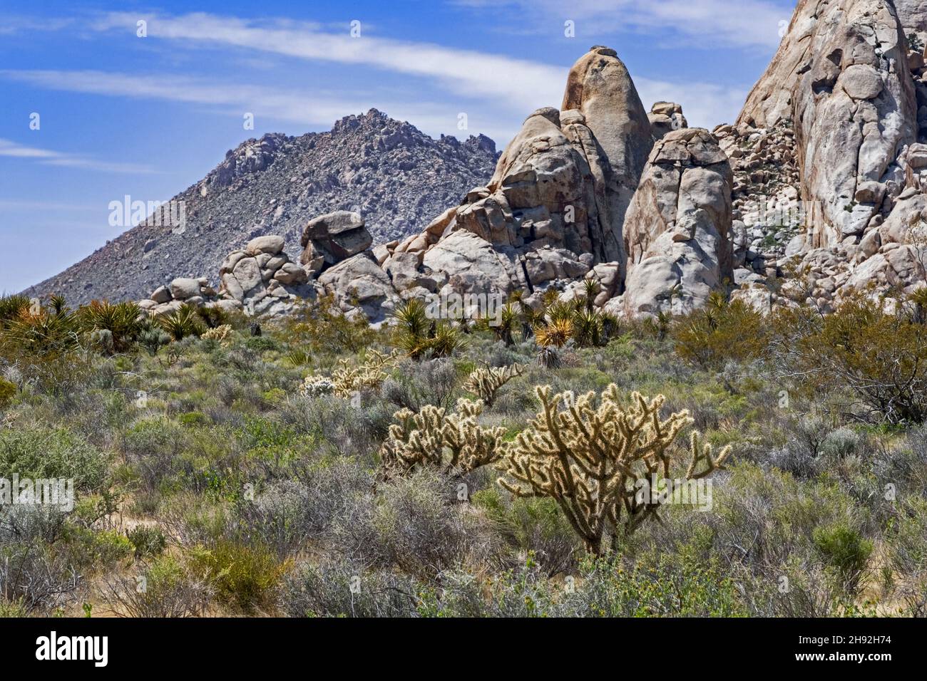 Silbercholla-Kakteen und Sagebrush-Peeling im Mojave National Preserve in der Mojave-Wüste von San Bernardino County, Kalifornien, USA Stockfoto