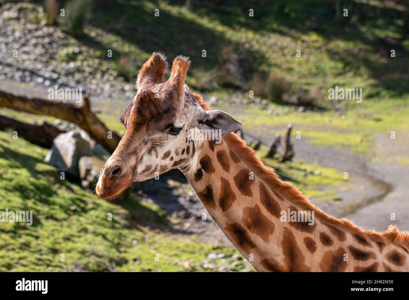 Landschaftsseite auf Aufnahme einer Giraffe mit Kopf und Hals im Wellington Zoo, Neuseeland Stockfoto