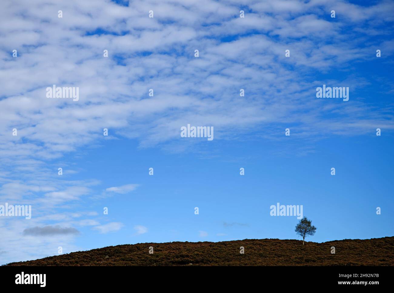 Ein kleiner einsamer Baum auf der Skyline auf Heidemoor in Highland Perthshire, Herbst, Schottland, Großbritannien. Stockfoto