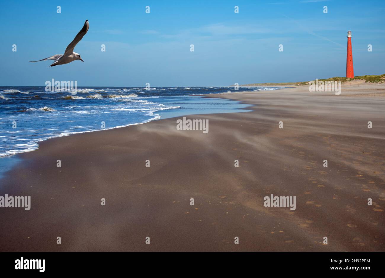 Möwe fliegt zum roten Leuchtturm auf den Dünen in einer blauen Landschaft Stockfoto