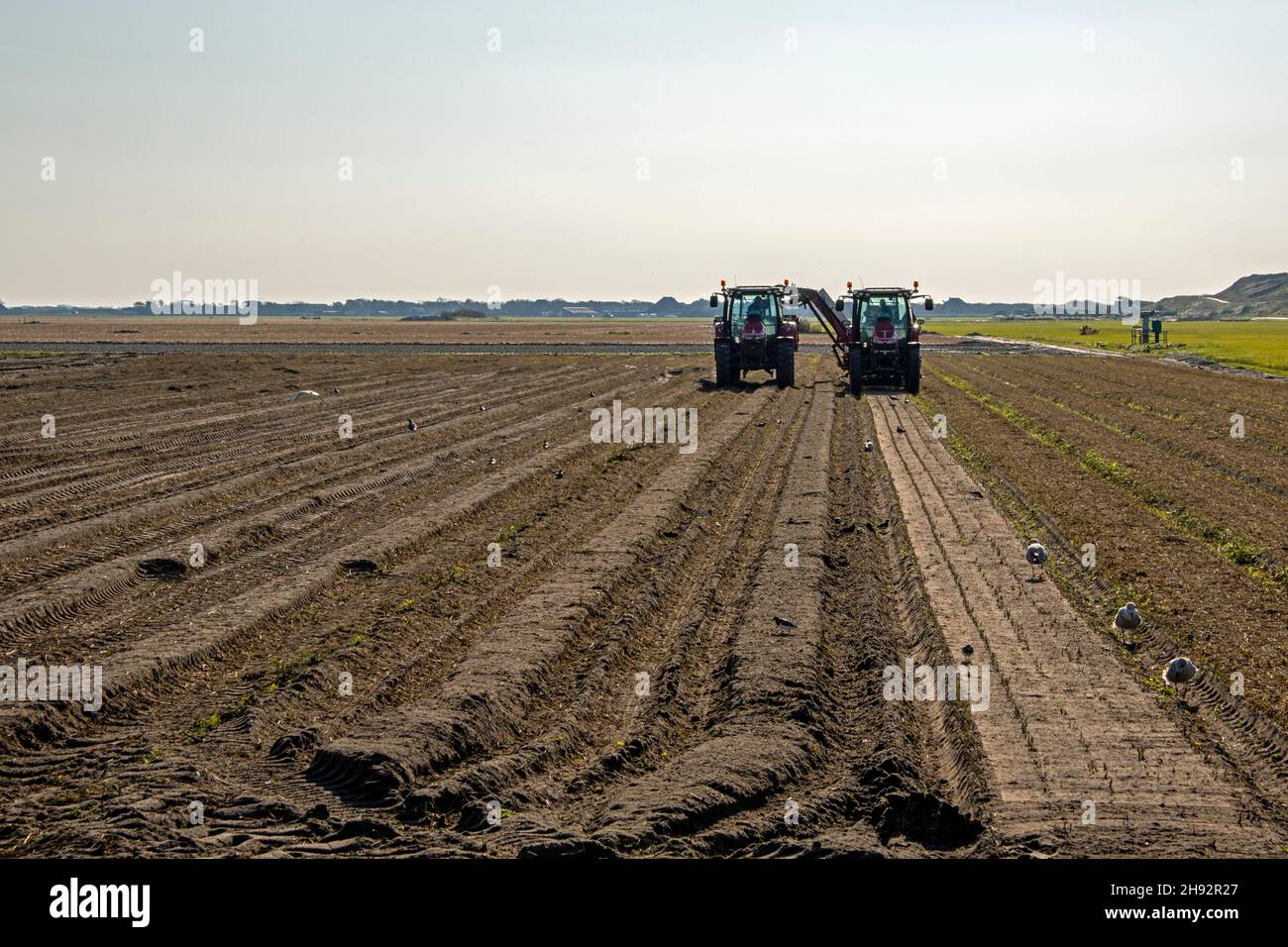 Menschen, Traktoren und Vögel auf den Feldern während der Pflügesaison Stockfoto