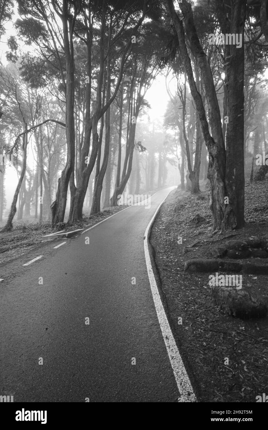 Straße in einem Wald mit Nebel bedeckt Stockfoto