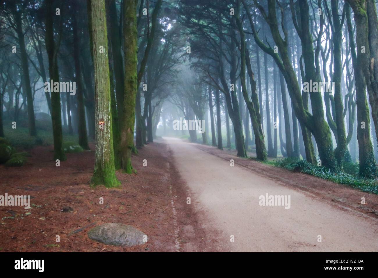 Weg in einem Wald mit Nebel bedeckt und von Bäumen umgeben. Schönes mystisches dunkles Foggy-Holz Stockfoto