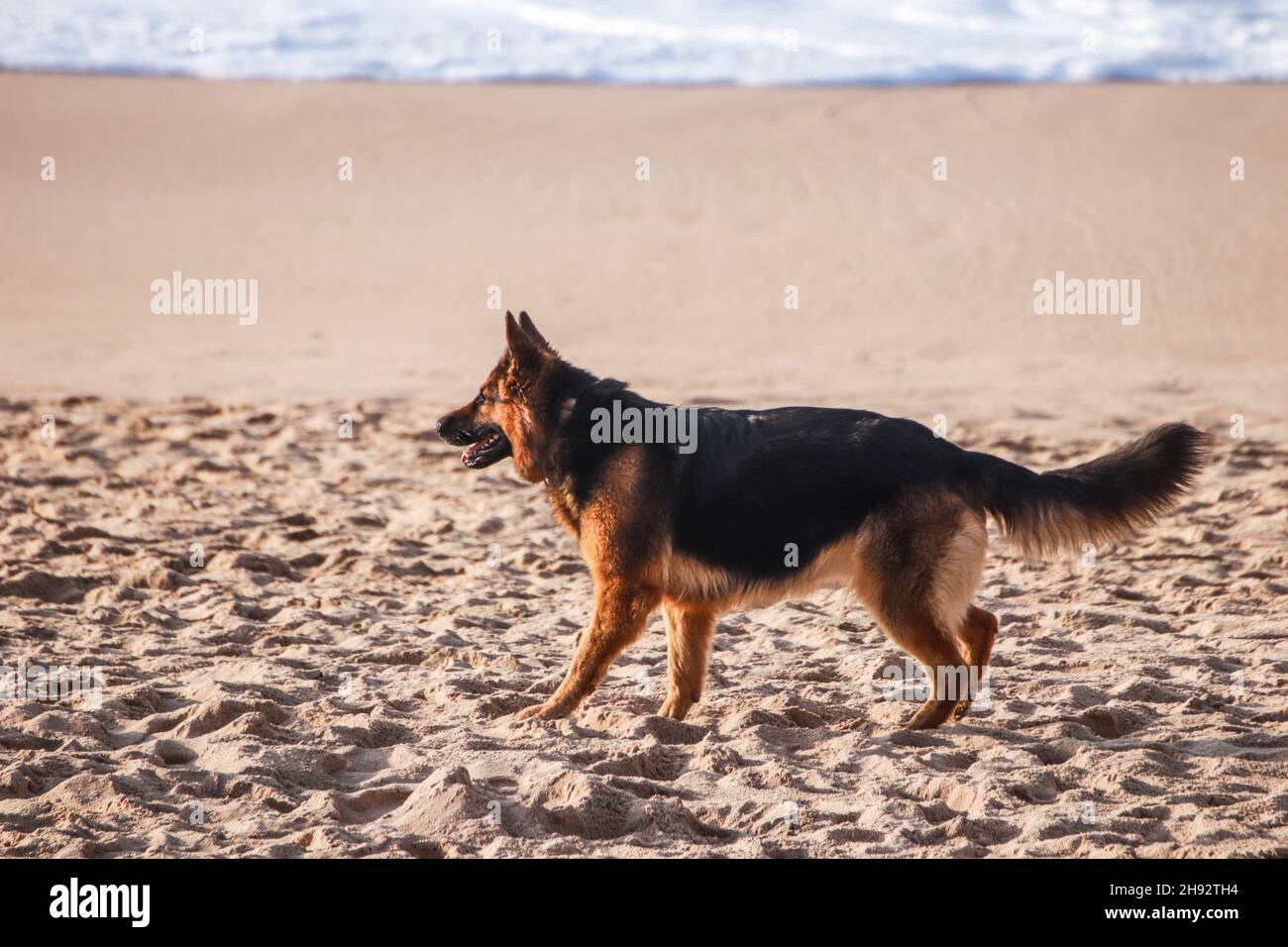 Deutscher Schäferhund in einem Strand Stockfoto