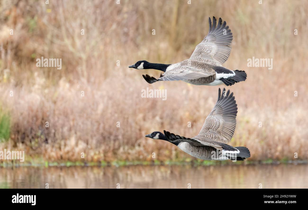 Nahaufnahme eines Paares Kanadagänse, die tief über dem Wasser fliegen, Stockfoto