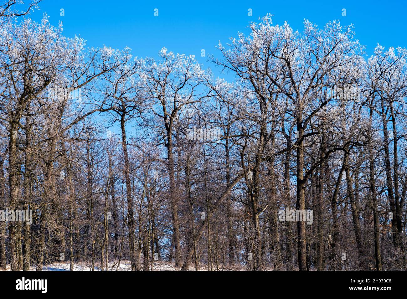Ein Eichenwald mit den Spitzen der Äste bedeckt mit Frost vor dem Hintergrund eines klaren blauen Himmels an einem sonnigen frostigen Tag. Hintergrund. Stockfoto