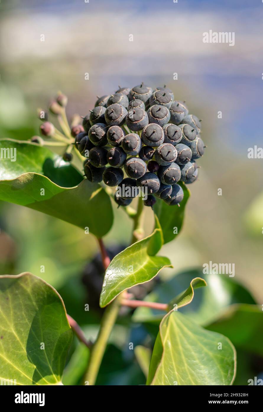 Ivy (Hedera Helix) auch bekannt als Common, English oder European Ivy. Reife schwarze Früchte. Stockfoto
