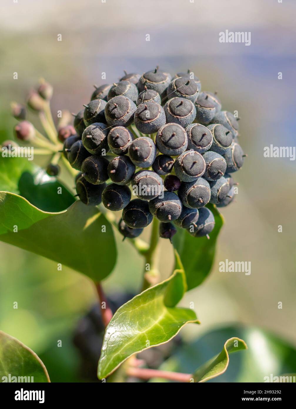 Ivy (Hedera Helix) auch bekannt als Common, English oder European Ivy. Reife schwarze Früchte. Stockfoto