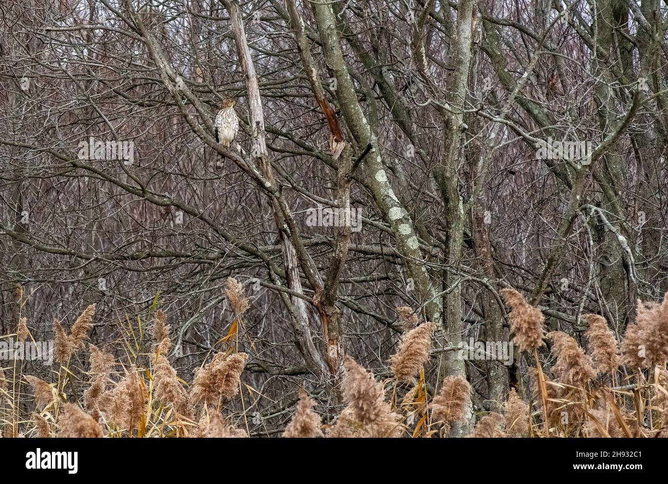 Jungtier Cooper's Hawk im Spätherbst Stockfoto