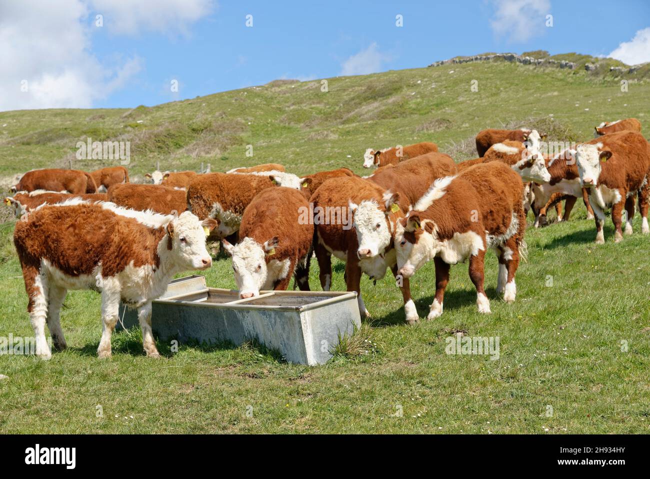 Herdviehherde (Bos taurus)-Bullocks versammelten sich um einen Wassertrog auf einem Graslandhang, Durlston Country Park, Dorset, Großbritannien, Mai. Stockfoto