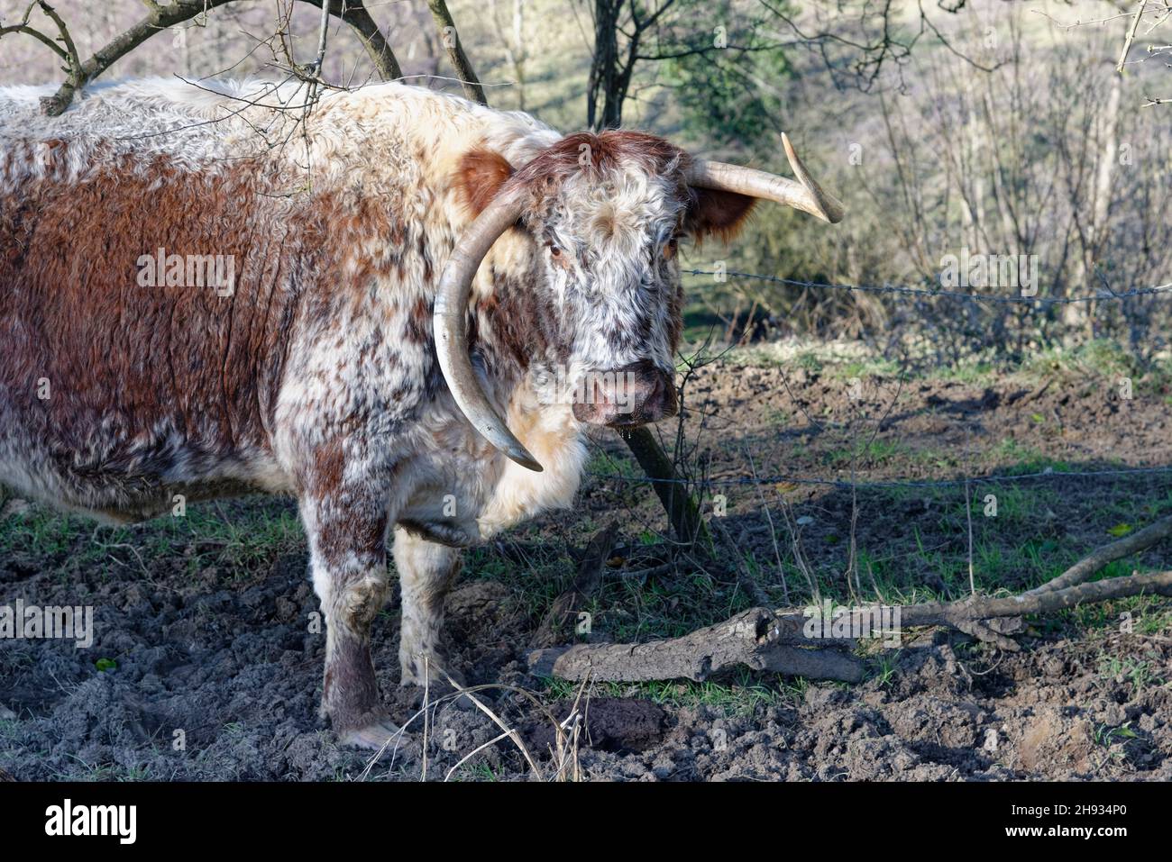 Englische Langhornkuh (Bos taurus) mit verdrehten, unebenen Hörnern, Wiltshire, Großbritannien, Februar. Stockfoto