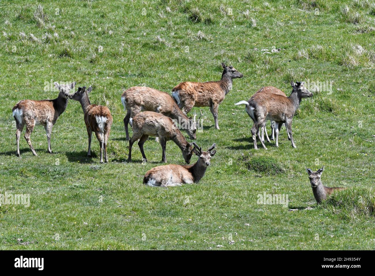 Sika-Hirsche (Cervus nippon) Hirsche und Hirsche, die auf einem Graslandhang grasen und ruhen, in der Nähe von Worth Matravers, Dorset, Großbritannien, Mai. Stockfoto