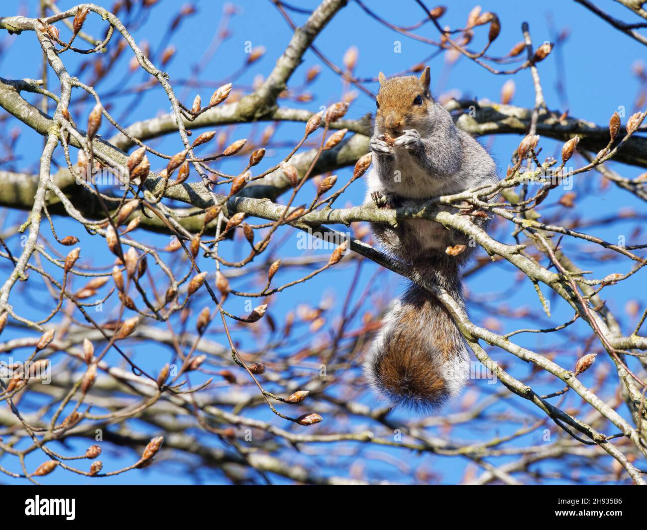 Graues Eichhörnchen (Sciurus carolinensis), das sich an Blattknospen in einem Buchenbaum (Fagus sylvaticus) ernährt, Wiltshire, Großbritannien, April. Stockfoto