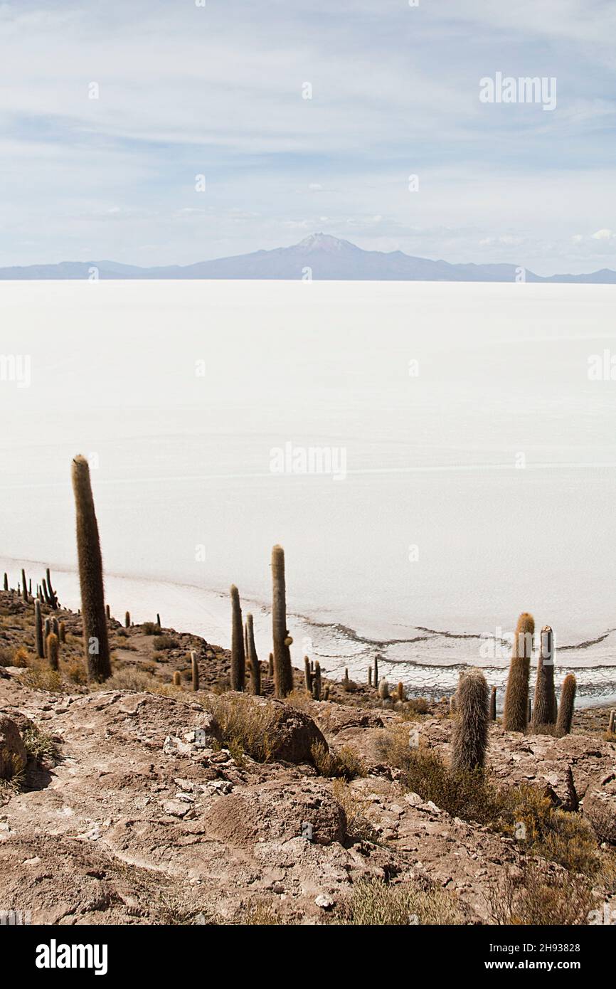 Riesige Kakteen bis zu 10 m Höhe befinden sich auf der Fish Island. Diese Insel ist die größte aller Inseln im Zentrum des Salar de Uyuni. Es ist als Stockfoto
