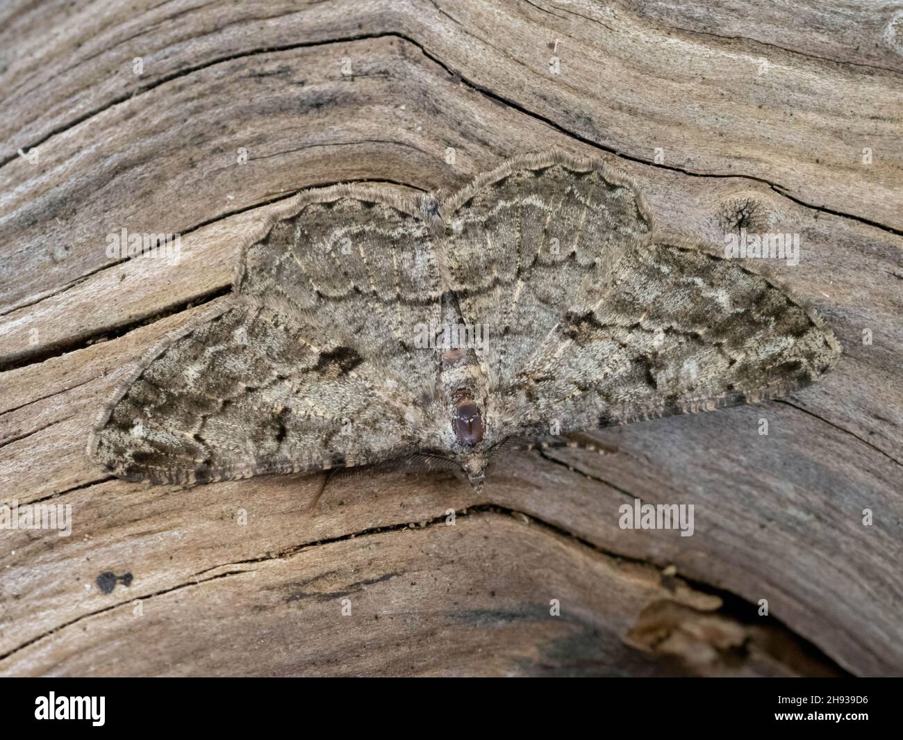 Eine Willow Beauty Moth (Peribatodes rhomboidaria), die auf einem Baumstamm in der englischen Landschaft ruht Stockfoto