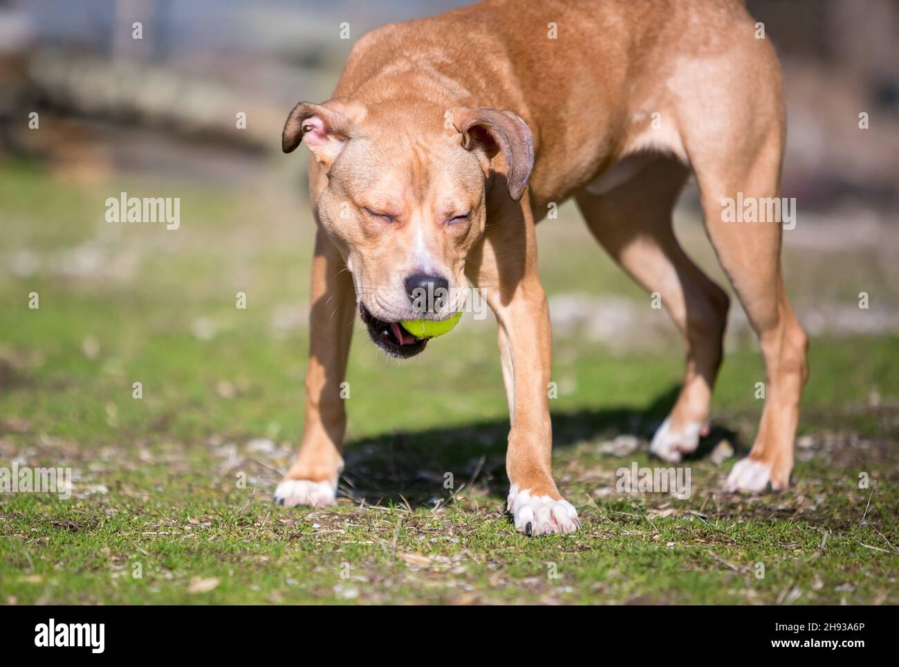 Ein Retriever Mischlingshund, der mit einem Ball im Freien spielt Stockfoto
