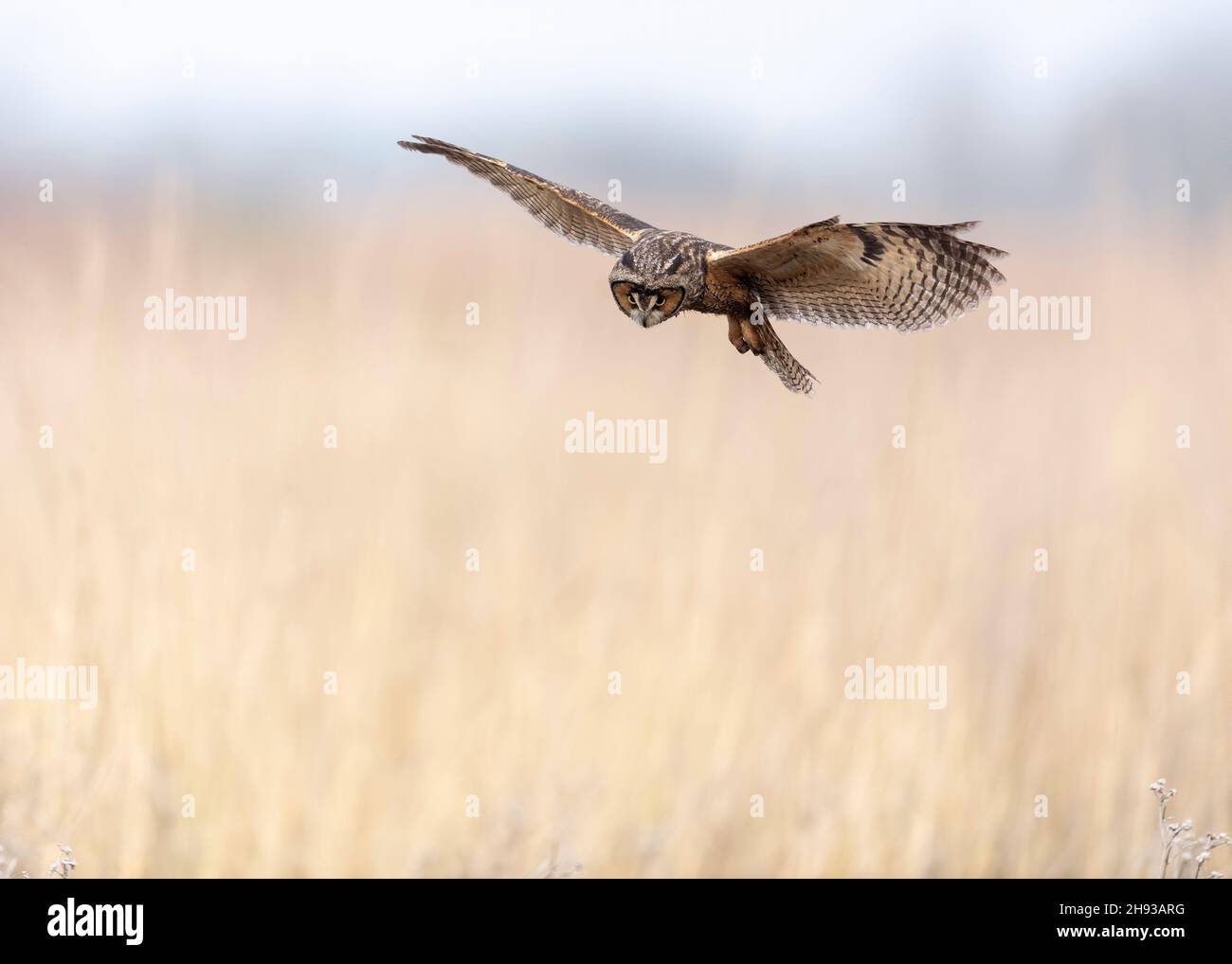 Langohreule (ASIO otus) im Flug, Coyote Hills Regional Park, Fremont, Kalifornien, USA Stockfoto