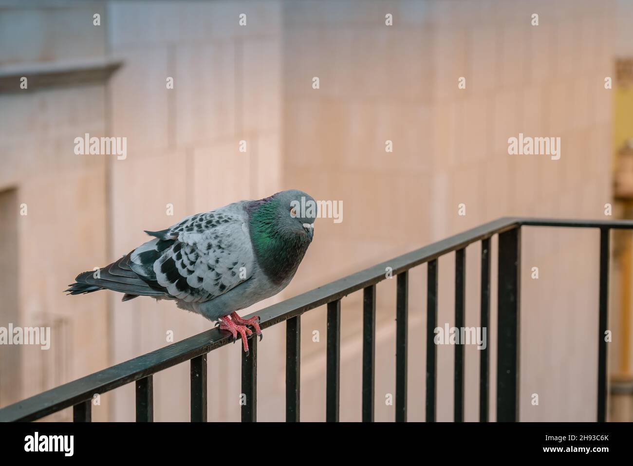 Eine Taube, die auf dem Balcongeländer sitzt, schaut auf die rechte Seite Stockfoto