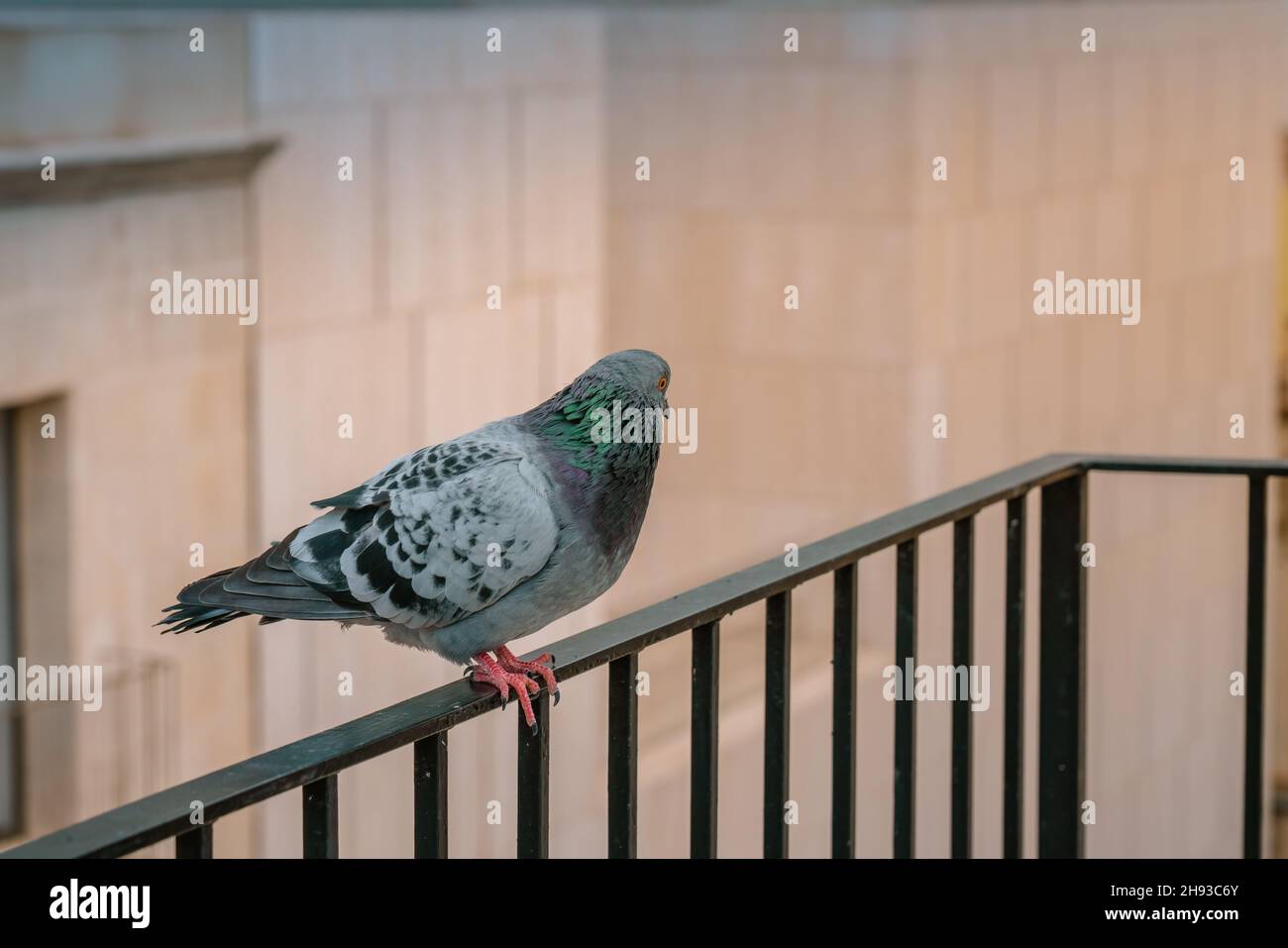 Eine Taube, die auf dem Balcongeländer sitzt, schaut auf die linke Seite Stockfoto