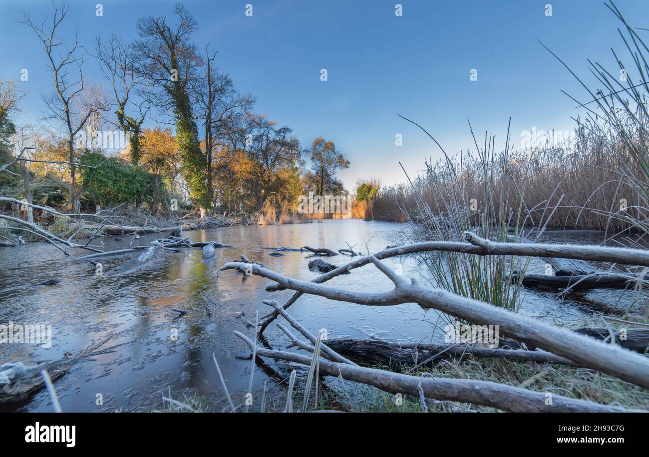 Winter, Eis, kalt. Eisbedeckte Vegetation an einem kalten Wintermorgen im Nationalpark von Pisa, San Rossore, Massaciuccoli im ersten Licht der Dämmerung. Stockfoto