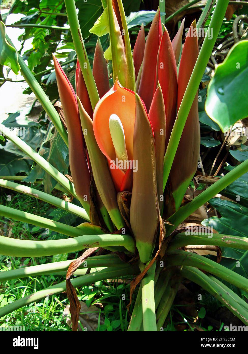Philodendron Blume (Philodendron undulatum) auf tropischen Wäldern Stockfoto