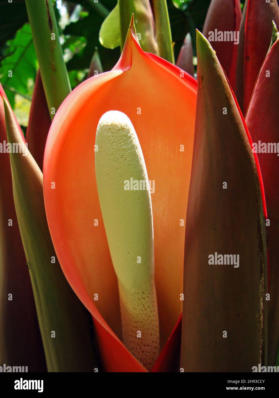 Philodendron-Blume (Philodendron undulatum) aus der Nähe des tropischen Waldes Stockfoto