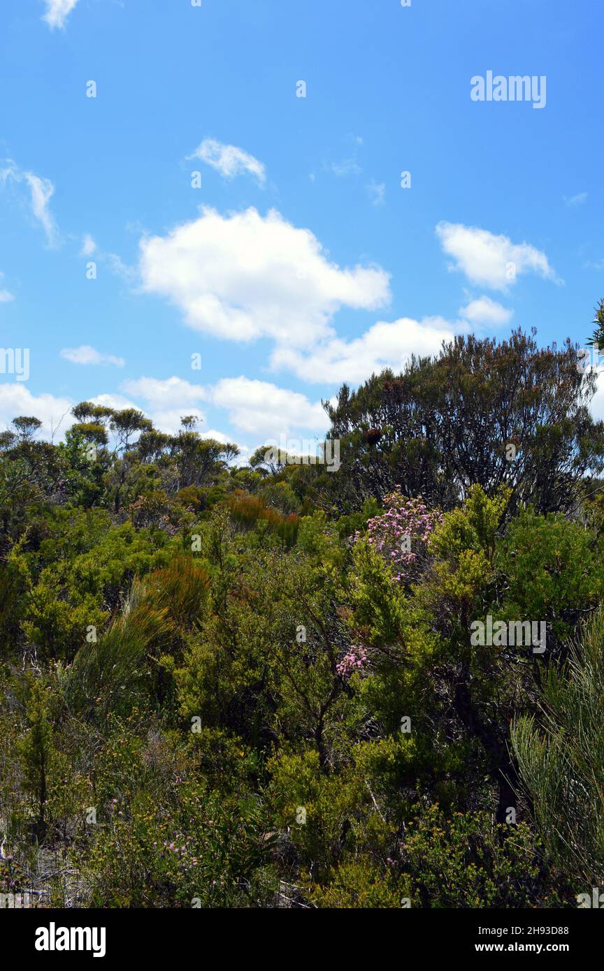 Ein Blick auf das Buschland bei den Wentworth Falls in den Blue Mountains von Australien Stockfoto