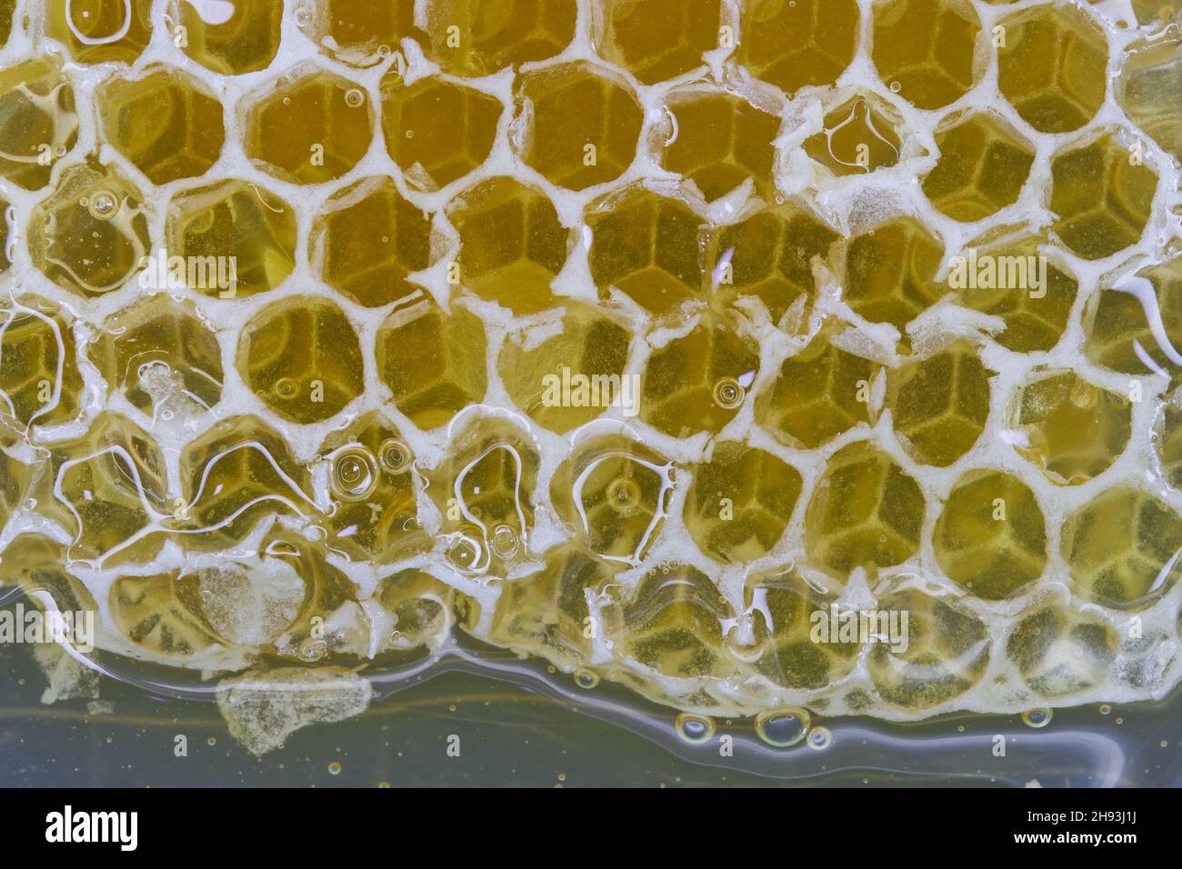 RAW Honey Filled Natural Wax Wabe Close-Up Stockfoto