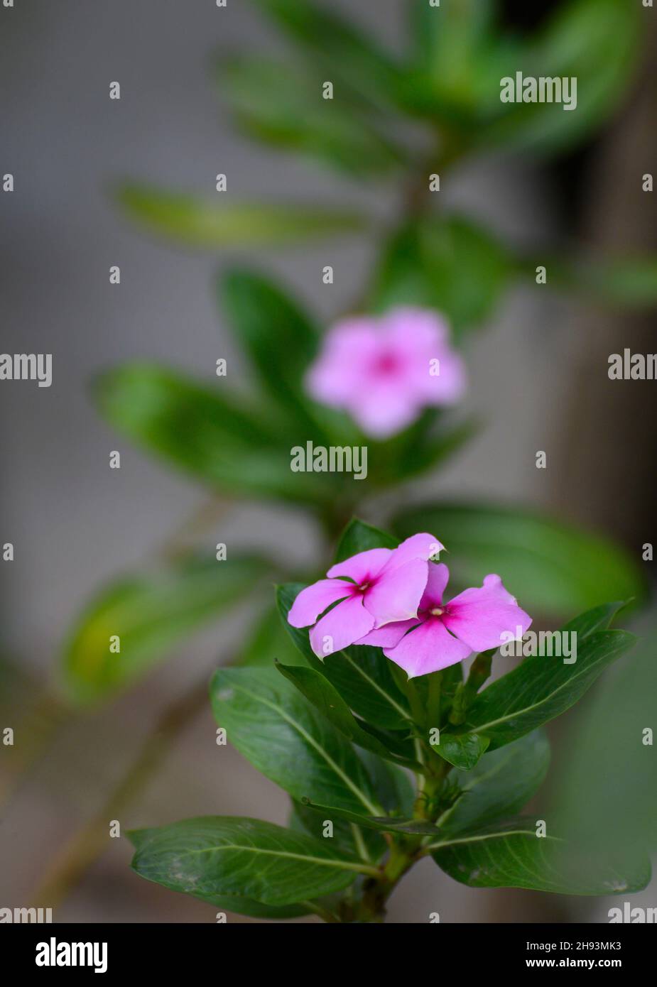 Catharanthus roseus, allgemein bekannt als Bright Eyes, Cape periwinkle, Friedhofspflanze, Madagaskar periwinkle, genannt Nayantara Blume in Bengali. Stockfoto