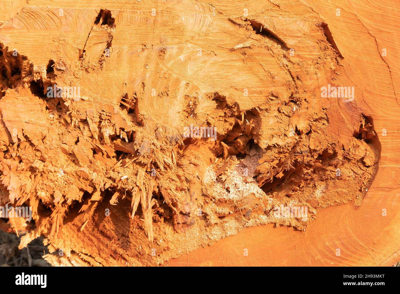 Nahaufnahme eines Baumstamms. Bäume werden geschnitten. Umweltschäden, die den Klimawandel verursachen. Howrah, Westbengalen, Indien. Stockfoto