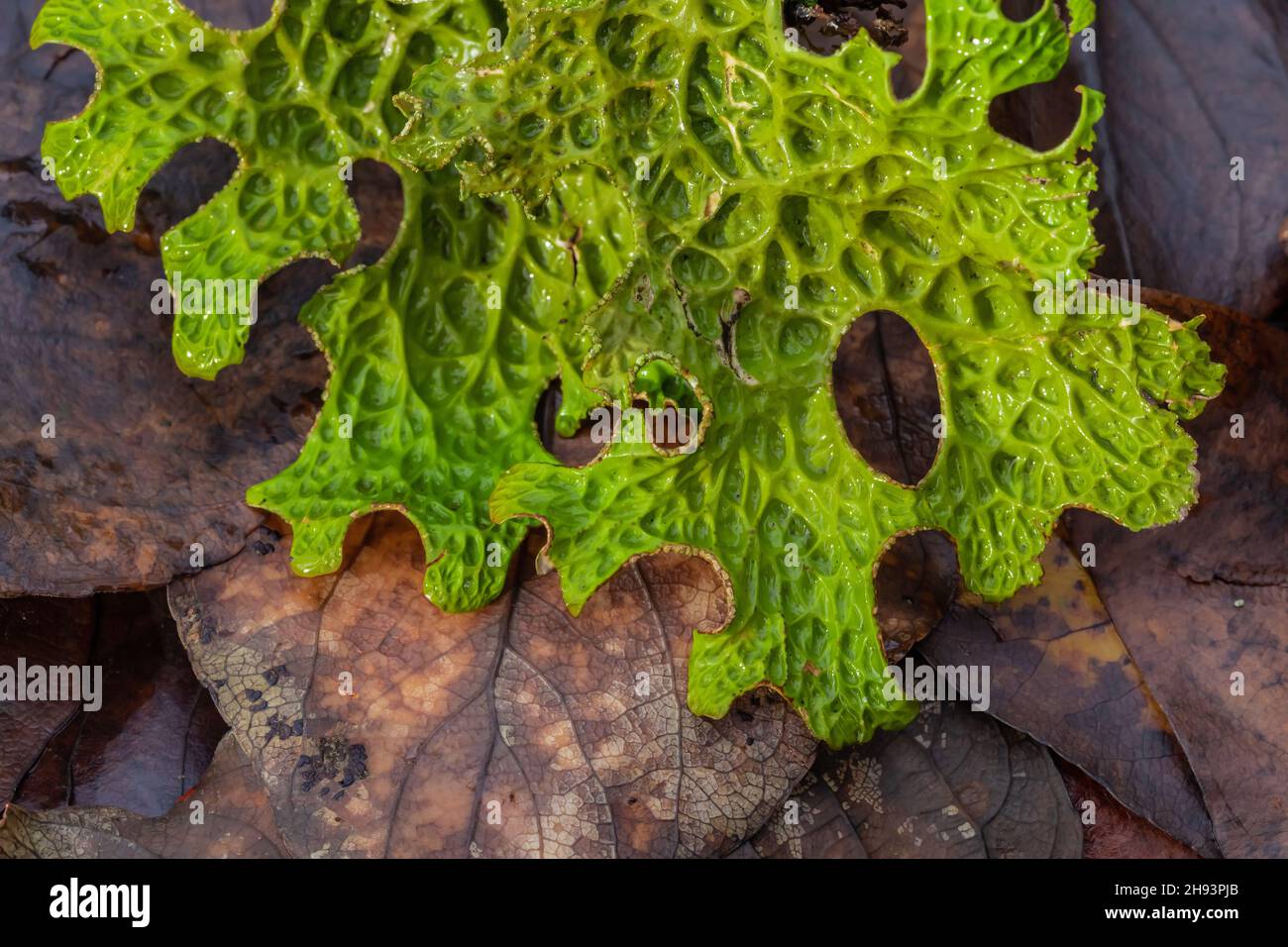 Lunge Lichen, Lobaria pulmonaria, im Skokomish-Gebiet des Olympic National Forest, Olympic Peninsula, Washington State, USA Stockfoto