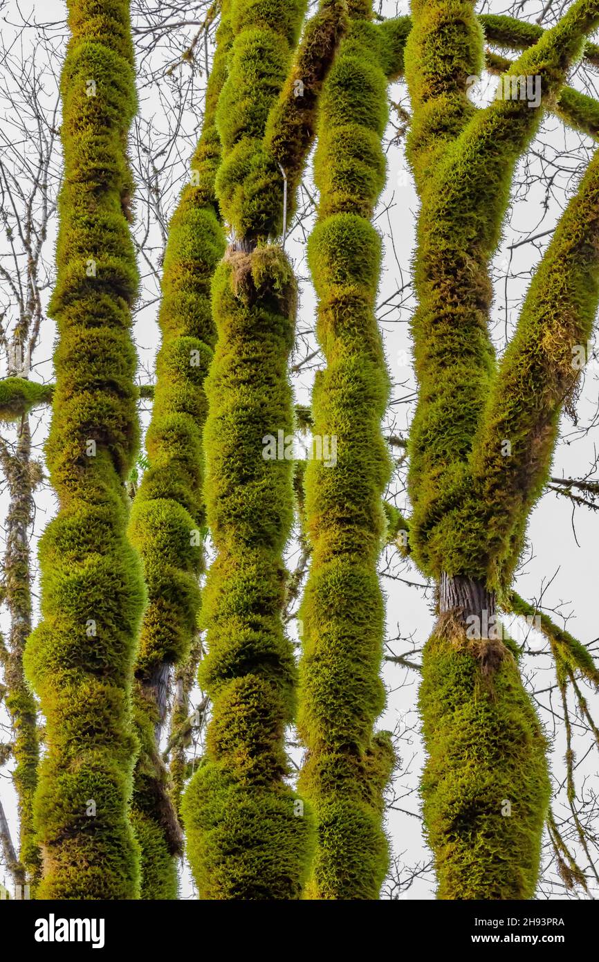 Bigleaf Maple, Acer macrophyllum, mit Moos bedeckte Stämme im Skokomish River Gebiet des Olympic National Forest, Washington State, USA Stockfoto